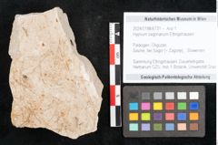 Foto (Objekt + Etikett) von Hypnum sagorianum Ettingshausen (NHMW-GEO-2024-0188-6731)